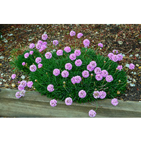 Thrift Pink Seduction - Armeria Pink Seduction 140mm