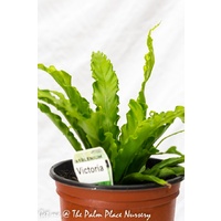 Birds Nest Victoria - Asplenium antiquum Victoria 200mm