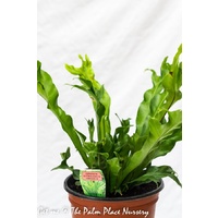 Crested Birds Nest Fern - Asplenium antiquum Crissie 200mm