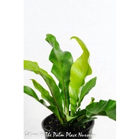 Birds Nest - Asplenium Australasicum 140mm