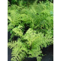 Hen and Chicken Fern - Asplenium Bulbiferum 200mm