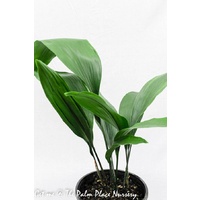 Cast Iron - Aspidistra Elator 200mm