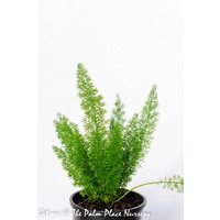 Foxtail Fern - Asparagus Meyerii 140mm
