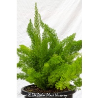 Foxtail Fern - Asparagus Meyerii 200mm