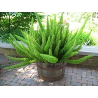 Foxtail Fern - Asparagus Meyerii 300mm