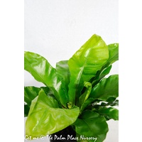 Birds Nest - Asplenium Nidus 200mm