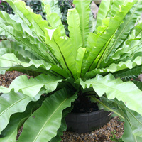 Birds Nest - Asplenium Nidus 250mm