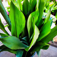 Cast Iron - Aspidistra Elator 140mm