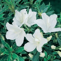 White Flowering Azalea - Azalea Magnifica Alba 250mm