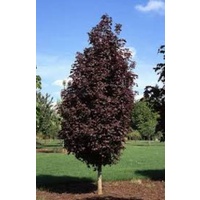Acer Platanoides Crimson Century Maple 45ltr