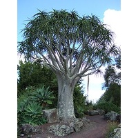 Aloe Tree - Aloe Barberae 285ltr