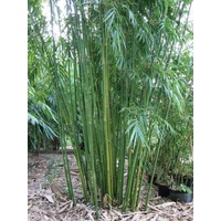 Slender Weavers Bamboo - Bambusa textilis gracilis 200mm