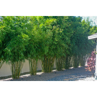 Slender Weavers - Bambusa textilis gracilis 400mm