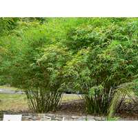 Bamboo multiplex - Bambusa multiplex 200mm
