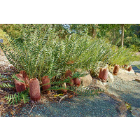 Banksia Blechnifolia - Banksia Blechnifolia 140mm