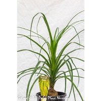 Ponytail Palm - Beaucarnea Recurvata 200mm