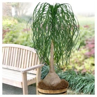 Ponytail Palm - Beaucarnea Recurvata 300mm