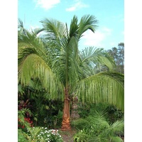 High Plateau Coconut Palm - Beccariophoenix alfredii 100ltr