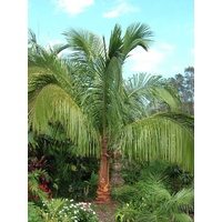 High Plateau Coconut Palm - Beccariophoenix alfredii 45ltr