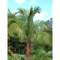 High Plateau Coconut Palm - Beccariophoenix alfredii 45ltr