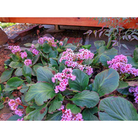 Heartleaf Bergenia - Bergenia cordifolia 140mm