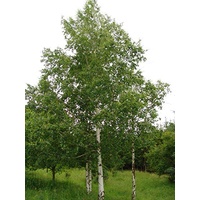 Silver Birch - Betula pendula 200mm