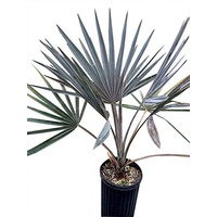 Bismark Palm - Bismarckia nobilis 250mm