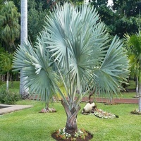 Bismark Palm - Bismarckia nobilis 300mm