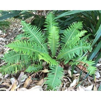 Fish Bone Fern - Blechnum Nudum 140mm