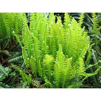 Blechnum Penna-Marina 140mm