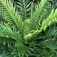 Silver Lady Ferns - Blechnum Gibbum 300mm