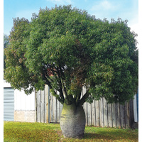 Queensland Bottle Tree - Brachychiton rupestris 100ltr