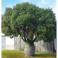 Queensland Bottle Tree - Brachychiton rupestris Advanced