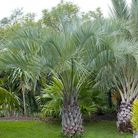 Wine Palm - Butia Capitata 200mm