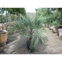Wine Palm - Butia Capitata 300mm