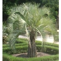 Wine Palm - Butia Capitata 400mm