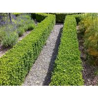 English Box - Buxus Sempervirens 200mm
