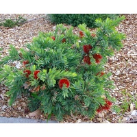 Callistemon Little John - Callistemon Viminalis 140mm