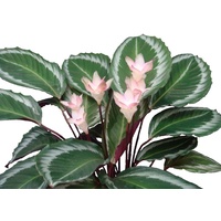 Calathea bicajoux 170mm