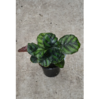 Calathea fasciata 130mm