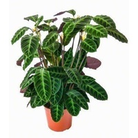 Calathea warscewiczii 300mm