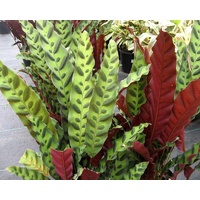 Calathea insignis 140mm