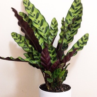 Rattlesnake Plant - Calathea lancifolia 125mm