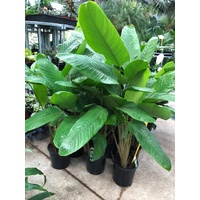 Calathea Lutea 200mm