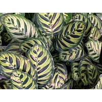 Calathea Makoyana 140mm