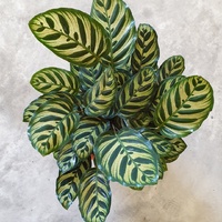 Calathea Makoyana 300mm