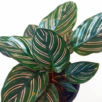 Calathea Beauty Star - Calathea Ornata 180mm