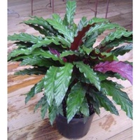 Furry feather calathea - Calathea rufibarba 125mm