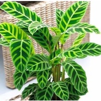 Calathea zebrina 130mm