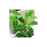 Calathea zebrina 300mm